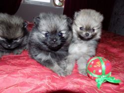 2 Teacup Girl Pomeranians**ready Now**only 1 Left*