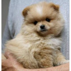 Sweet Pomeranian puppies for Adoption