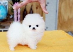 Adorable Princess, Ice White Pomeranian Available!