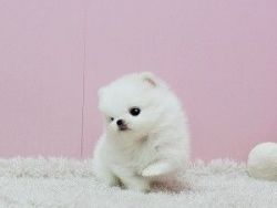 Cute White Female Pomeranian Puppy For Adoption