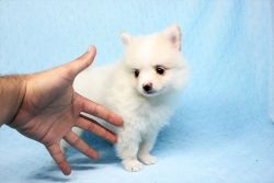 AKC Registered Pomeranian Puppies for sale . (xxx) xxx-xxx9