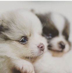 cute Pomeranian puppies