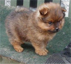 Akc male and female pomeranian puppies for X-Mas