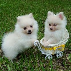 Healthy Pomeranian Puppies For Re-Homing