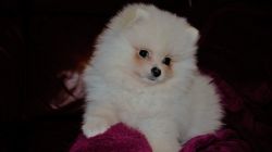 Registered Pomeranian puppies for adoption.