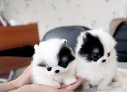 Besty Trained Akc T Cup Pomeranian Pups