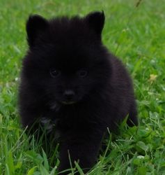Home raised Pomeranian Puppies Available Now