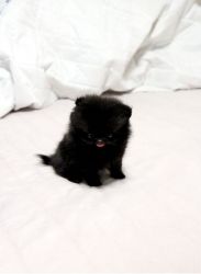 Nice and Healthy Teacup Pomeranian Puppies