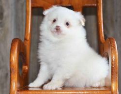 Fantastic Pomeranian Puppies Available
