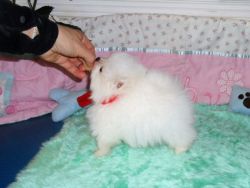 White and black Pomeranian Puppies Available