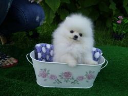 Home raised Pomeranian Puppies