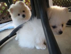 Pomeranian puppies available.