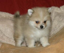 Teacup Pomeranian puppies available
