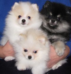 Cute Pomeranian puppies Ready