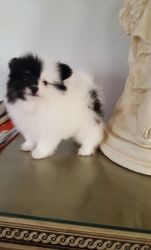 CKC Teacup Pomeranian Puppies For Sale