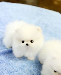 Adorable Teacup Pomeranian Puppies For Sale