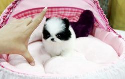 Sweet CKC Teacup Pomeranian Puppies For Sale