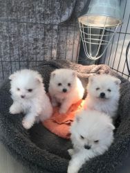 Purebred females and males pomeranian pup for sale