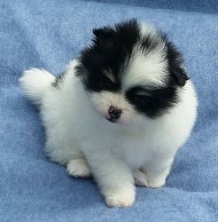 Little Paris Preciouswhite and Black Pomeranian Puppy For Adoption