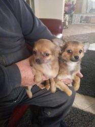 Pomeranian X Chihuahua Puppies