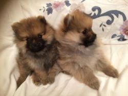 Pure Pomeranian Puppies Available