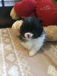 Kc Pomeranian Puppies For You