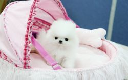 Available Teacup Pomeranian Puppies