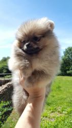 Awesome Pomeranian Puppies Male and Female