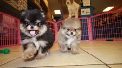 Adorable Teacup Registered Pomeranian Puppies!