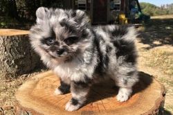 Teacup Pomeranian Puppies Available