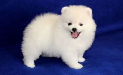 Well Socialized T-cup Pomeranian Puppies
