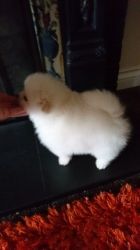 hthg Pomeranian Puppies for sale