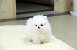 Sweet and Cuddly Pomeranian Puppies