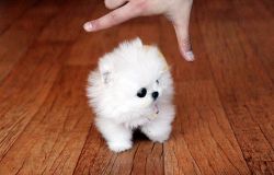 Beautiful and Adorable Pomeranian Puppies