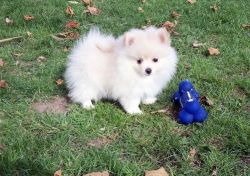 Cute and lovely Pomeranian Puppies