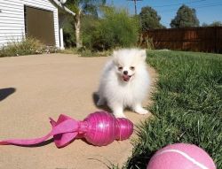 Perfect Pomeranian Puppies Available
