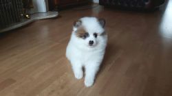 Healthy Pomeranian Puppies For sale Only Text @ (xxx) xxx-xxx3