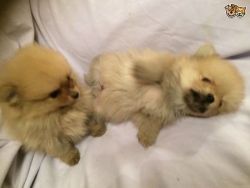 Stunning Pomeranian Puppies for sale