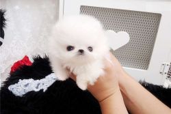Priceless White Pomeranian PuppiesFor Adoption