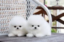 Pomeranian Puppies for Rehoming..(xxx) xxx-xxx2.