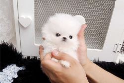 Adorable Pedigree Pomeranian Puppies