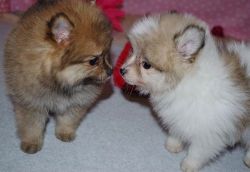 Adorable Teacup Pomeranian puppies for sale