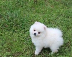 lovely sweet Pomeranian puppy