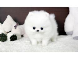 2 Pomeranian Puppies for Sale