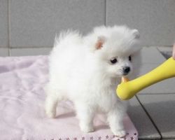 Two Awesome T-Cup Pomeranian Puppies For Sale