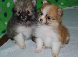 House Raised Teacup Pomeranian Puppies