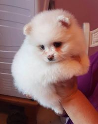Show quality Pomeranian Puppies for sale