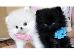 Cute and Adorables Pomeranins