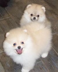 Two Awesome Pomeranian Puppies(xxxxxxxxxx).