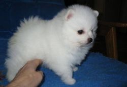 Cute Pomeranian Puppies for addoption(xxxxxxxxxx)).